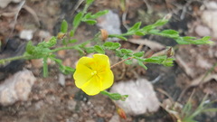 Crocanthemum glomeratum