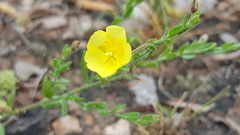 Crocanthemum glomeratum