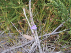 Thelymitra graminea
