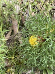 Isopogon ceratophyllus