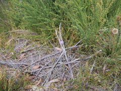 Thelymitra graminea