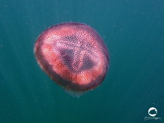 Pseudorhiza haeckeli