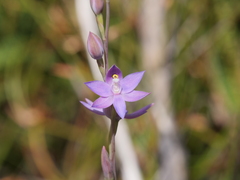 Thelymitra graminea