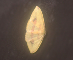 Heterolocha coccinea
