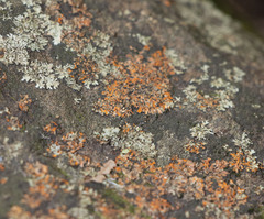 Phaeophyscia rubropulchra