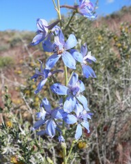 Delphinium parishii