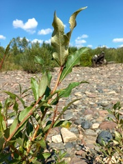 Populus laurifolia