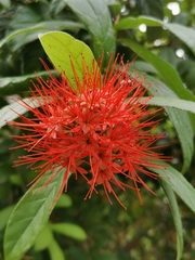 Combretum constrictum