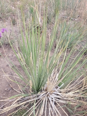 Yucca campestris
