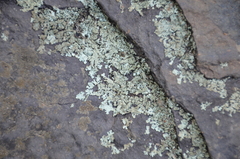 Parmelioideae