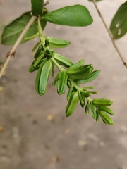 Combretum constrictum