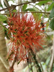 Combretum constrictum