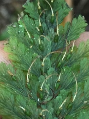 Abrodictyum elongatum