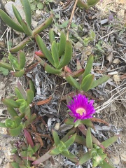 Carpobrotus glaucescens