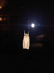Ichneutica semivittata