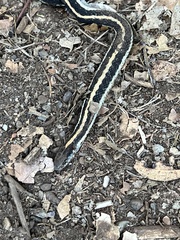 Thamnophis elegans elegans