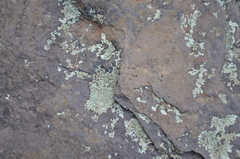 Parmelioideae