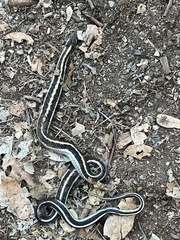 Thamnophis elegans elegans