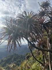 Dracophyllum traversii