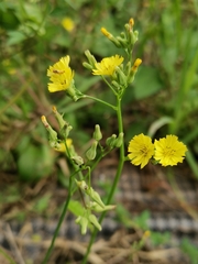 Youngia japonica