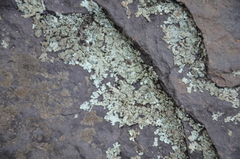 Parmelioideae
