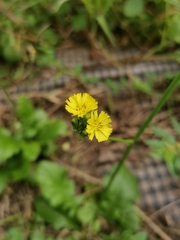 Youngia japonica