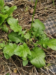 Youngia japonica