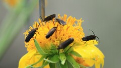 Nemognatha nemorensis