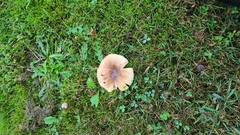 Russula pectinatoides