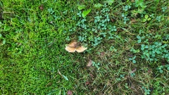 Russula pectinatoides