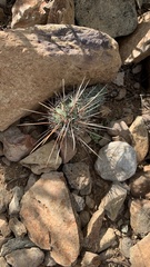 Echinocereus engelmannii engelmannii