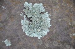 Parmelioideae