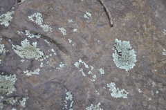 Parmelioideae