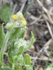 Pseudognaphalium stramineum