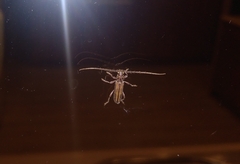 Eburida sublineata