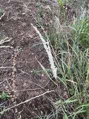 Digitaria californica