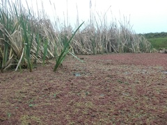 Azolla