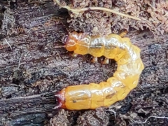 Dendroides canadensis