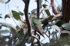 Chrysococcyx lucidus