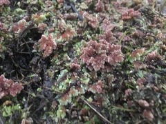 Azolla