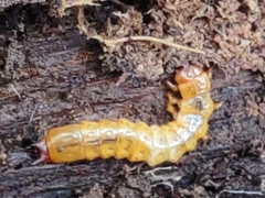 Dendroides canadensis