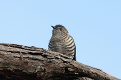 Chrysococcyx lucidus