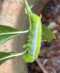 Daphnis nerii