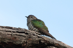 Chrysococcyx lucidus