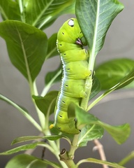 Daphnis nerii