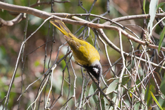 Nesoptilotis leucotis