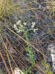 Sericocarpus tortifolius