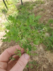 Erodium