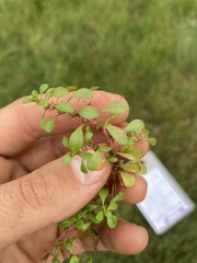 Ludwigia palustris