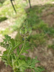 Erodium